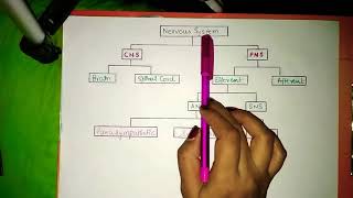 Classification of Nervous System | Nervous System Types