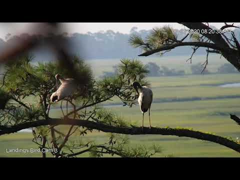 Wood Storks Perch Near Osprey Nest In Savannah, Georgia – July 1, 2020