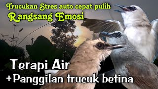 Download lagu TERAPI TRUCUKAN STRES MACET BUNYI dengan Suara Air & Panggilan TRUCUK BETINA mp3 Download lagu TERAPI TRUCUKAN STRES MACET BUNYI dengan Suara Air & Panggilan TRUCUK BETINA mp3