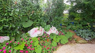 Planting My Favorite Giant Caladiums