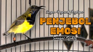 Download lagu PANCINGAN SOGON PENJEBOL BIRAHI SANGAT EFEKTIF #sogon #pancingansogon #sogongacor #sogokotong mp3 Download lagu PANCINGAN SOGON PENJEBOL BIRAHI SANGAT EFEKTIF #sogon #pancingansogon #sogongacor #sogokotong mp3