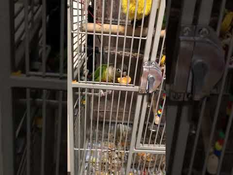 Green cheek conures adventure 1