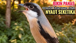Download lagu toet toet suara cendet gacor PAGI SIANG SORE sangat efektif buat Pancingan cendet diam agr cpt bunyi mp3 Download lagu toet toet suara cendet gacor PAGI SIANG SORE sangat efektif buat Pancingan cendet diam agr cpt bunyi mp3