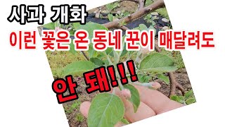 사과 개화. 이런 꽃은 온 동네 꾼이 매달려도 안 돼!!!(사과 재배, 사과 비대, 사과 적뢰, 사과 적과,…