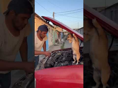 Firulais si es buen chalán para el mecánico
