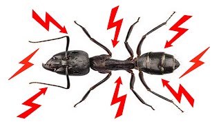 How to Get Rid of Carpenter Ants in The House Naturally