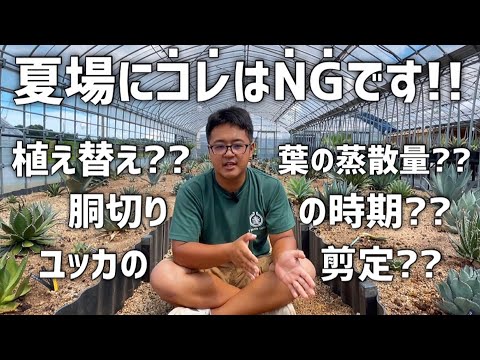 園芸 室内のユッカの植え替え