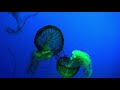 Jellyfish Underwater Video 4K Free HD Stock Footage No Copyright 2160 X 3840