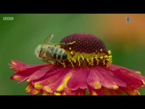 Gardeners' World 2021 Winter Specials Episode 04 (12 Mar 2021)