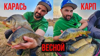 Когда на удочку можно ловить карпа весной