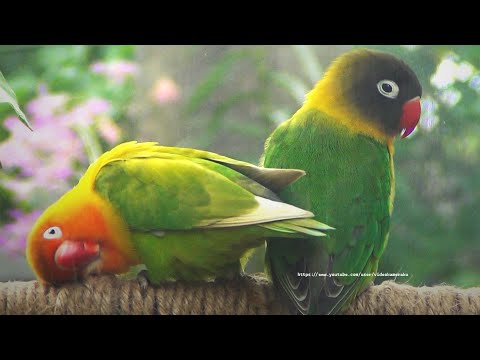 Lovebird Chirping Sound - Green Fischer & Green Personata 2023