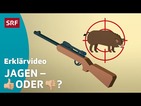 Auf die Jagd gehen – Pro und Kontra | Kindervideos | SRF Kids