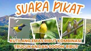 Download lagu SUARA PIKAT KUTILANG EMAS RIBUT KOMBINASI TRUCUKAN VS SOGON mp3 Download lagu SUARA PIKAT KUTILANG EMAS RIBUT KOMBINASI TRUCUKAN VS SOGON mp3