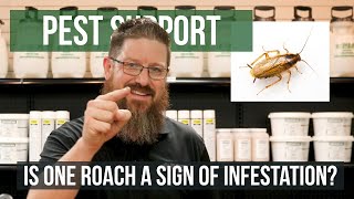 Is One Roach a Sign of Infestation? | Pest Support