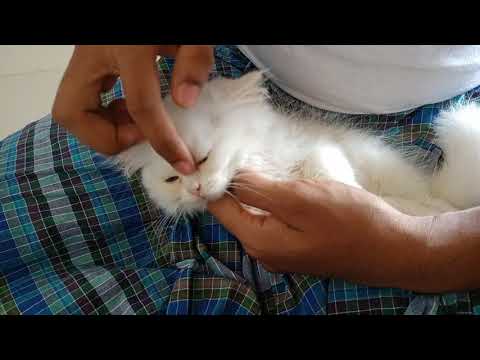 how to make persian cat sleep - YouTube