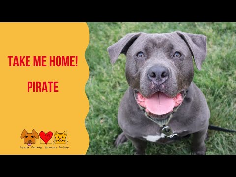 Take Me Home Tuesday- Meet Pirate