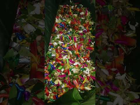 FAKAGALOGATA'A ~ Fia mako fai au mose fafine ...(Soamako toka)