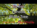 The London Plane Tree Plant Profile