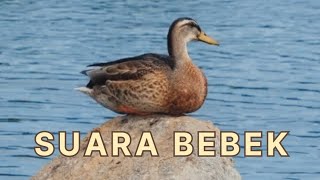 Download lagu Suara bebek wek wek, suara bebek kwek kwek kwek kwek mp3 Download lagu Suara bebek wek wek, suara bebek kwek kwek kwek kwek mp3