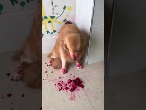Cachorros fofos pegos comendo fruta do dragão Reações engraçadas de cachorro 🐾