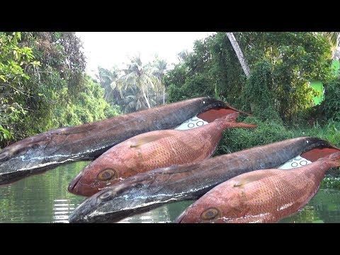 Red Snapper Fish Tandoori & Backwaters | Amazing Kerala Tour Packages Video