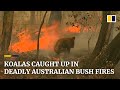 Koala rescued from deadly Australian bush fires