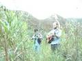 Horse Feathers - Curs In The Weeds (Homemade ...