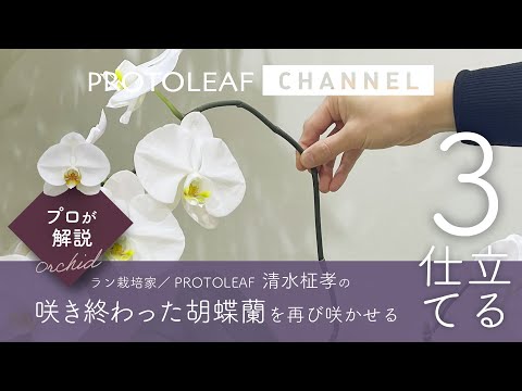 花が終わった蘭の世話はどうすればよいですか？茎をどこで切り、再び花を咲かせるにはどうすればよいですか？  庭園