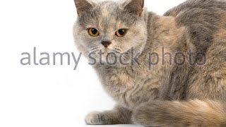 British shorthair cat Cream Color - Cute Cat [Galery]