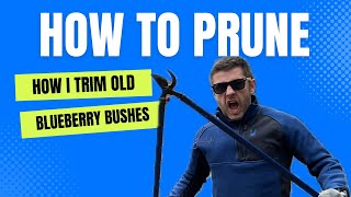 How I Prune Overgrown Blueberry Bushes | Reviving a Blueberry Farm