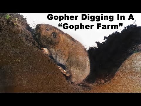 Watch a Gopher dig tunnels in the "Gopher Farm". Live Trapping Gophers - Mousetrap Monday