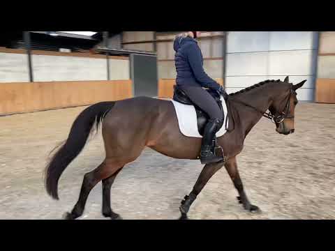 DRESSAGE SCHOOLMASTER 11 years old mare by Van Gogh x Zortin