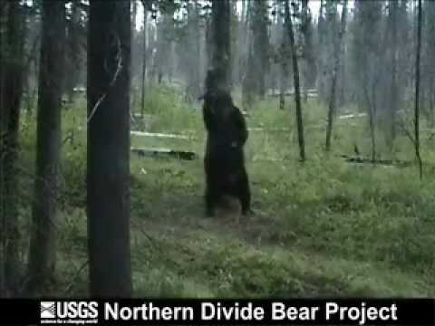 PLEASE WATCH THE SAD STORY OF THE POLE DANCING BEAR