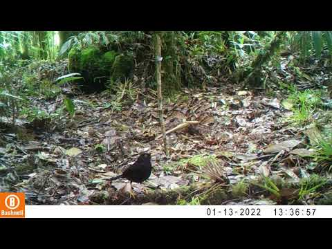 Registro en fototrampeo de Fauna Silvestre de Pitalito Huila - Turdus serranus