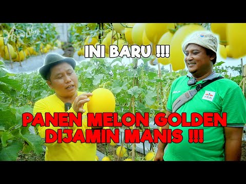THIS IS THE NEW GOLDEN MELON HARVEST || SO SWEET - LAND BOSS