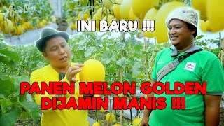 Download lagu THIS IS THE NEW GOLDEN MELON HARVEST || SO SWEET - LAND BOSS mp3