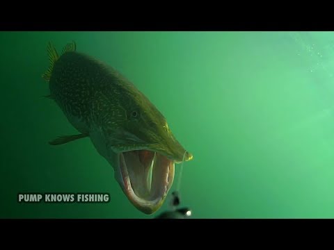 10 Minutes of Underwater Pike Strikes - Water Wolf Underwater Camera Video