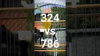 #canariodaterra 324 CWD vs 786 Poa