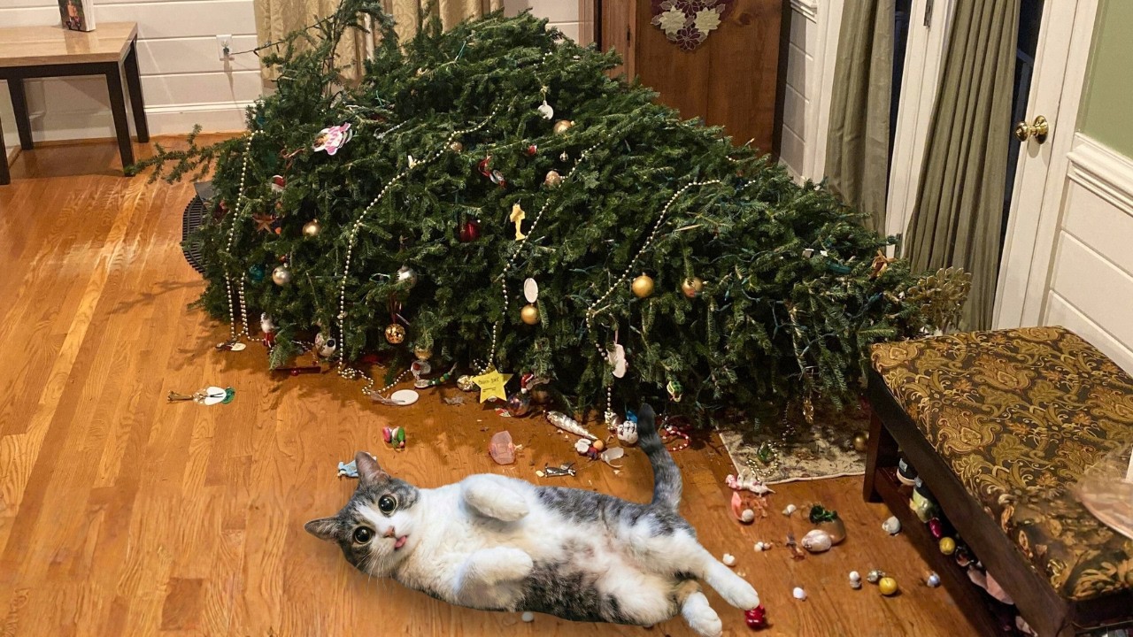 Christmas Comes, Cats Are Happy, But Owners Have a Headache!