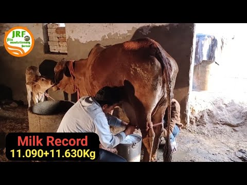 👍Video No 4👍#Morning #Milking 11.630Kg.👍5 Star Sahiwal.👍Monu, Azad Nagar, (9812677706)👍