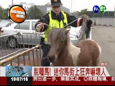 迷你馬失控狂奔 警察被拖著跑