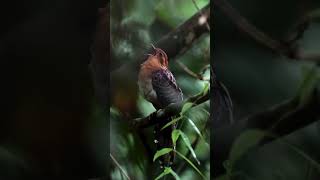 Download lagu burung apa ini #suaraburung #burungkicau #kicaumania #janganlupasubscribe mp3