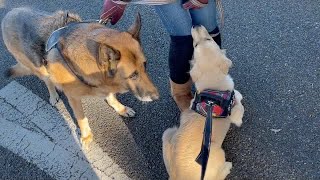 Golden retriever puppy Bisuke who loves humans too much