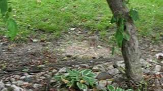 Dove came down when sitting on front steps