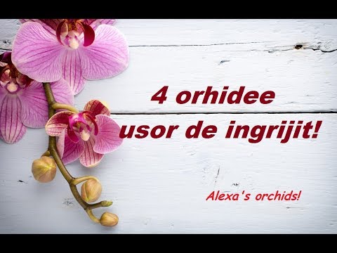 , title : '4 orhidee ușor de îngrijit!'