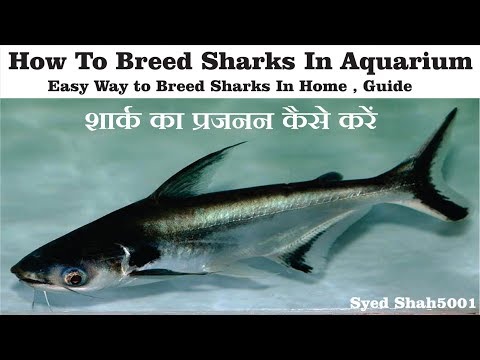 How to breed shark fishes at home breedig pangasius fish in Aquarium easily Video