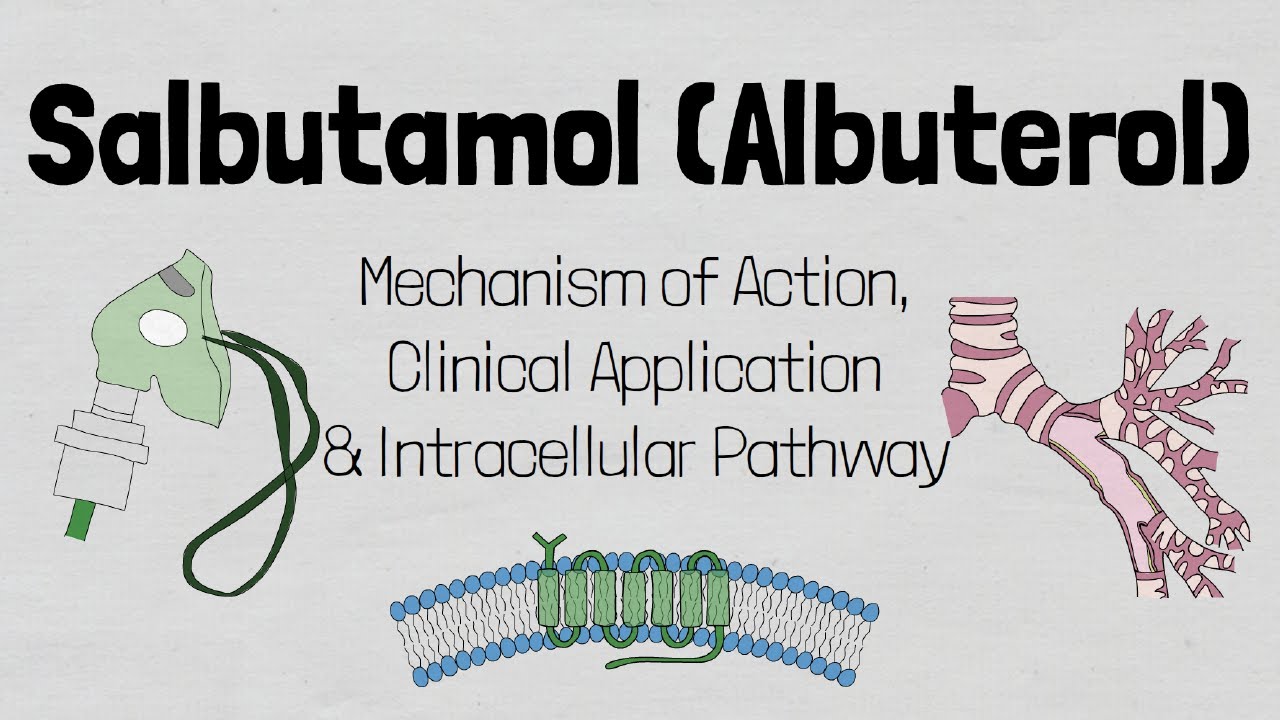 Salbutamol (Albuterol): Mechanism of action