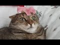Cat Can't Handle Flower