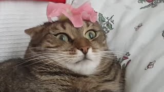 Cat Can&#39;t Handle Flower