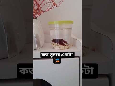 কত সুন্দর একটা মাছ 🎏 @1mizan #birds #funny #ekmotahathighumechala #duck #lifeisbutadream